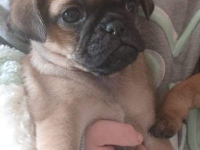 Playful Pug Puppy for Sale in Longford