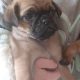 Pug Puppy For Sale To Good Home