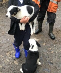 Friendly Collie Puppies for Sale in Kilkenny