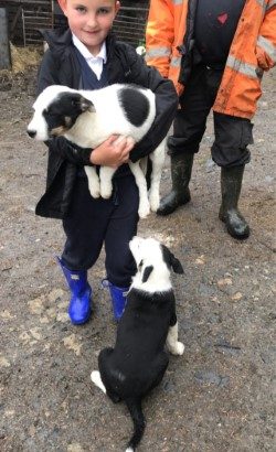 Collie pups for sale in kilkenny