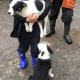 Collie pups for sale in kilkenny