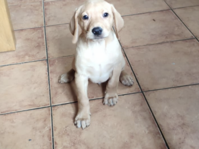 Lab Retriever & Hungarian Vizsla Puppies in Ballinasloe