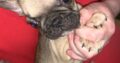 French bull dog puppies for sale IKC Reg