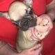 French bull dog puppies for sale IKC Reg