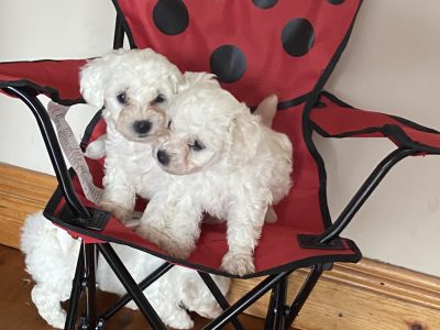 Bichon Frise Puppies in Dublin – IKC Registered