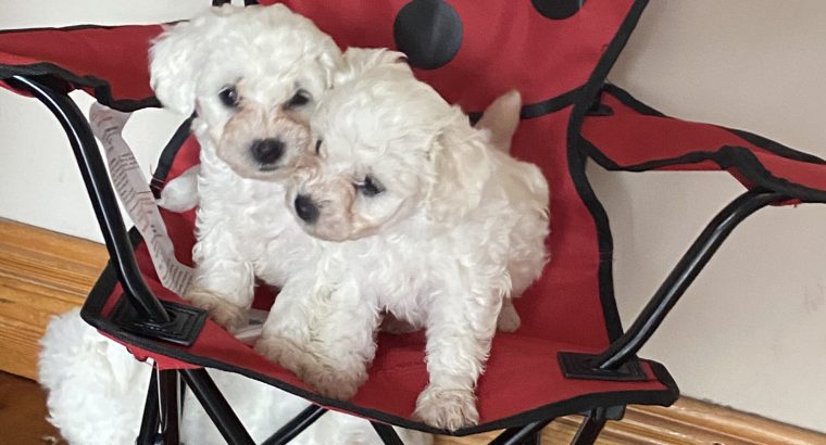 Bishon Frise puppies for sale dublin