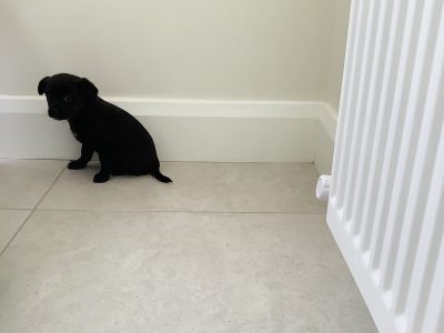 Cockerdale Puppies for Sale in Galway