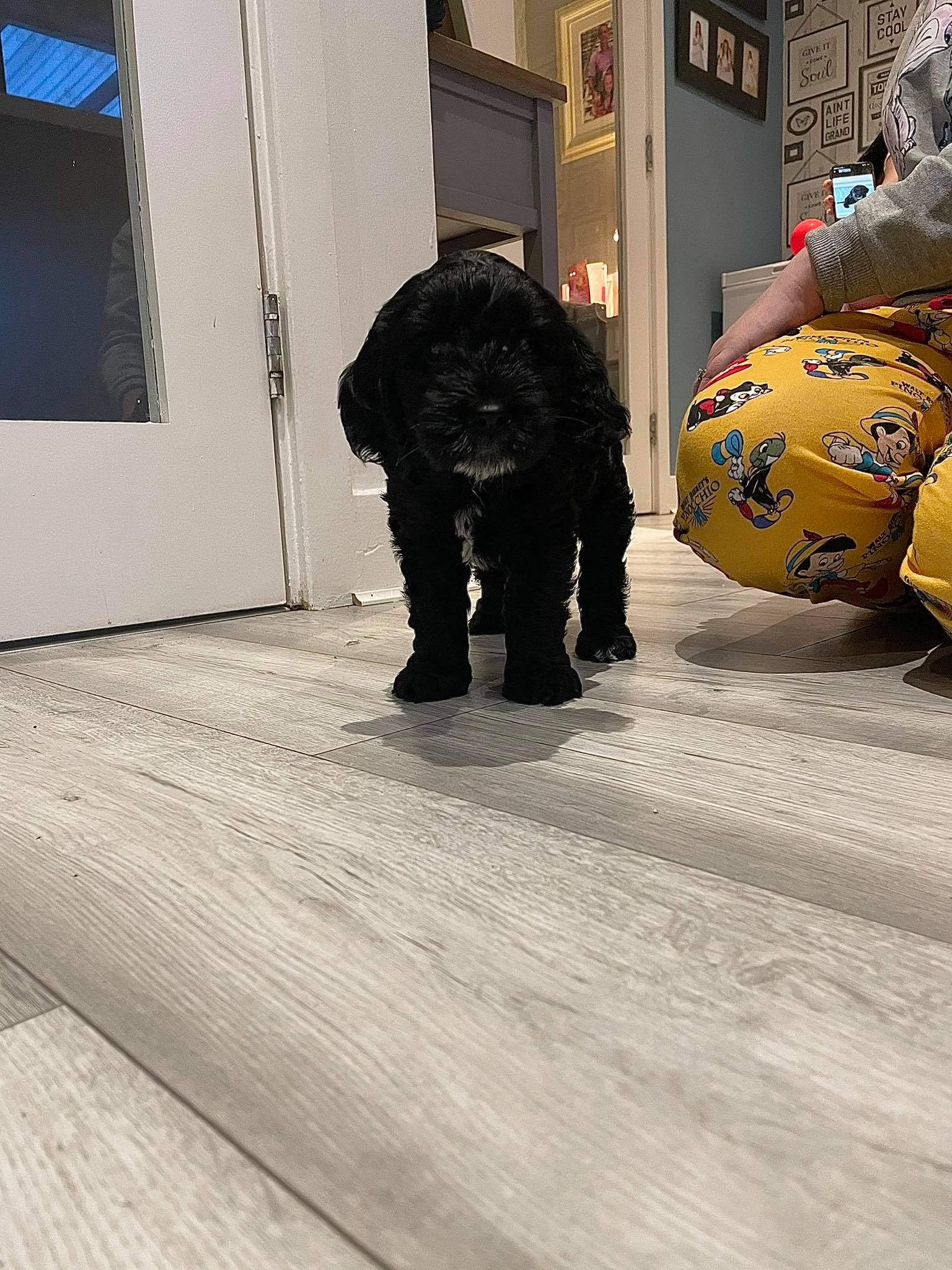Cockapoo puppy for sale Waterford Dogs For Sale Ireland