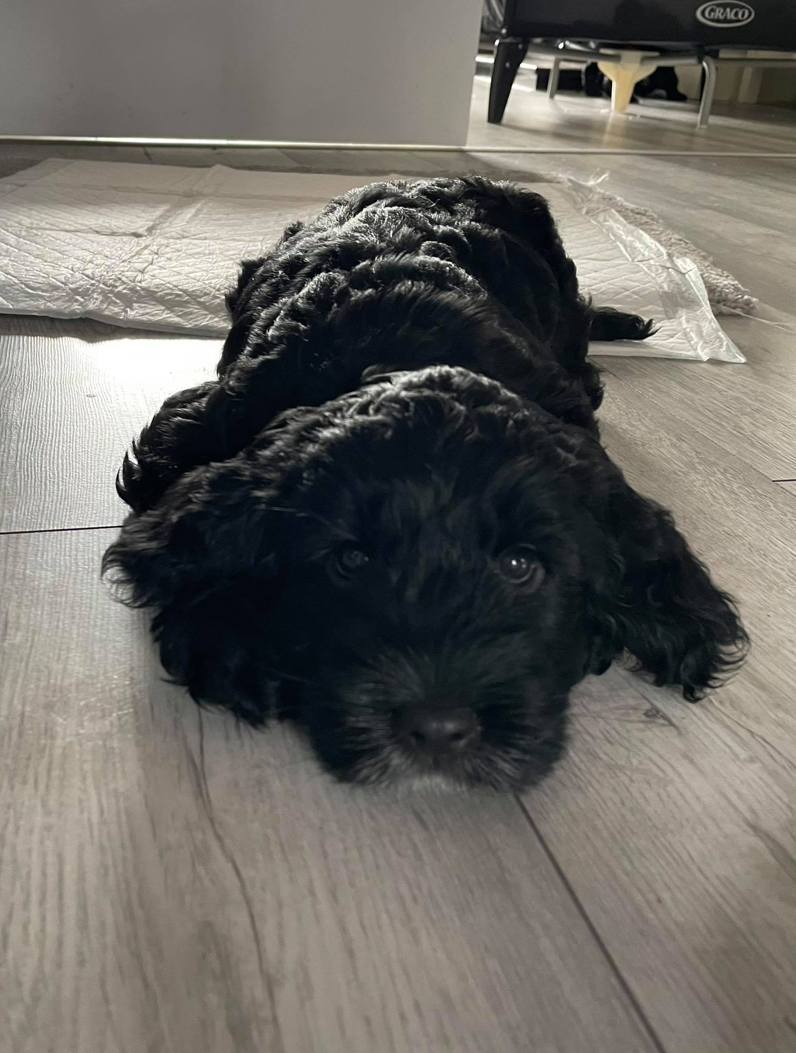 Cockapoo puppy for sale Waterford - Dogs For Sale Ireland