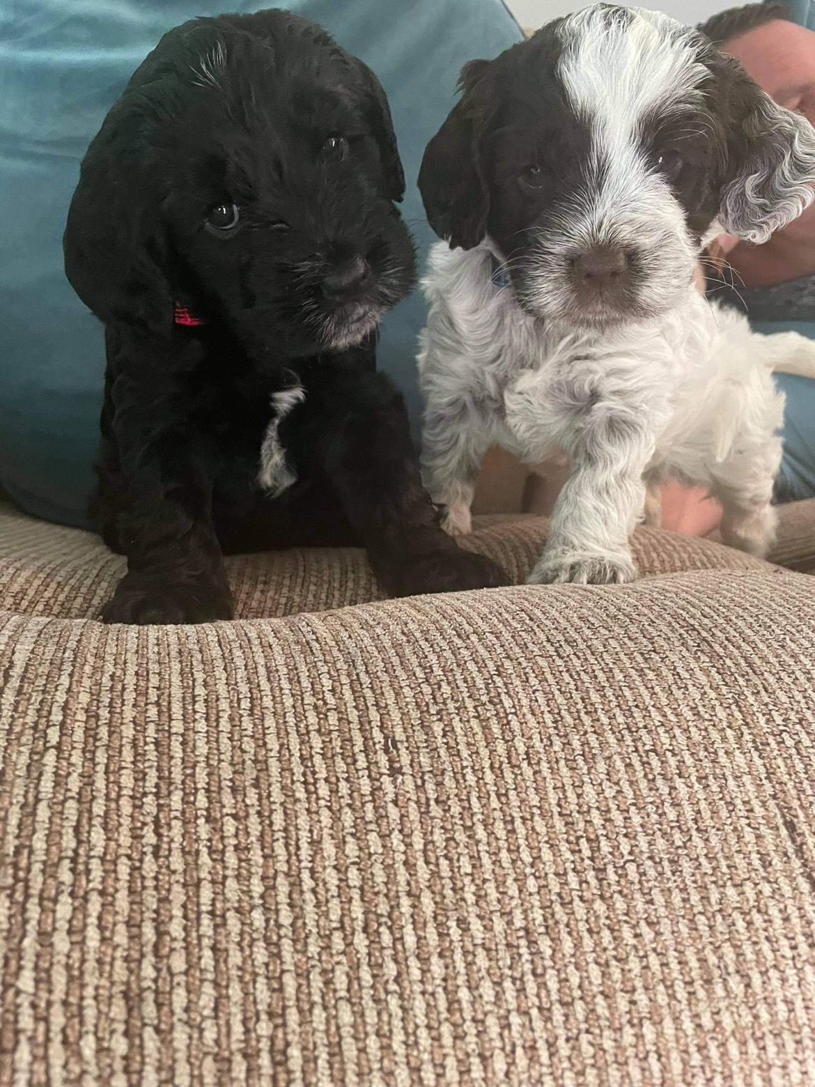 Cockapoo puppy for sale Waterford Dogs For Sale Ireland