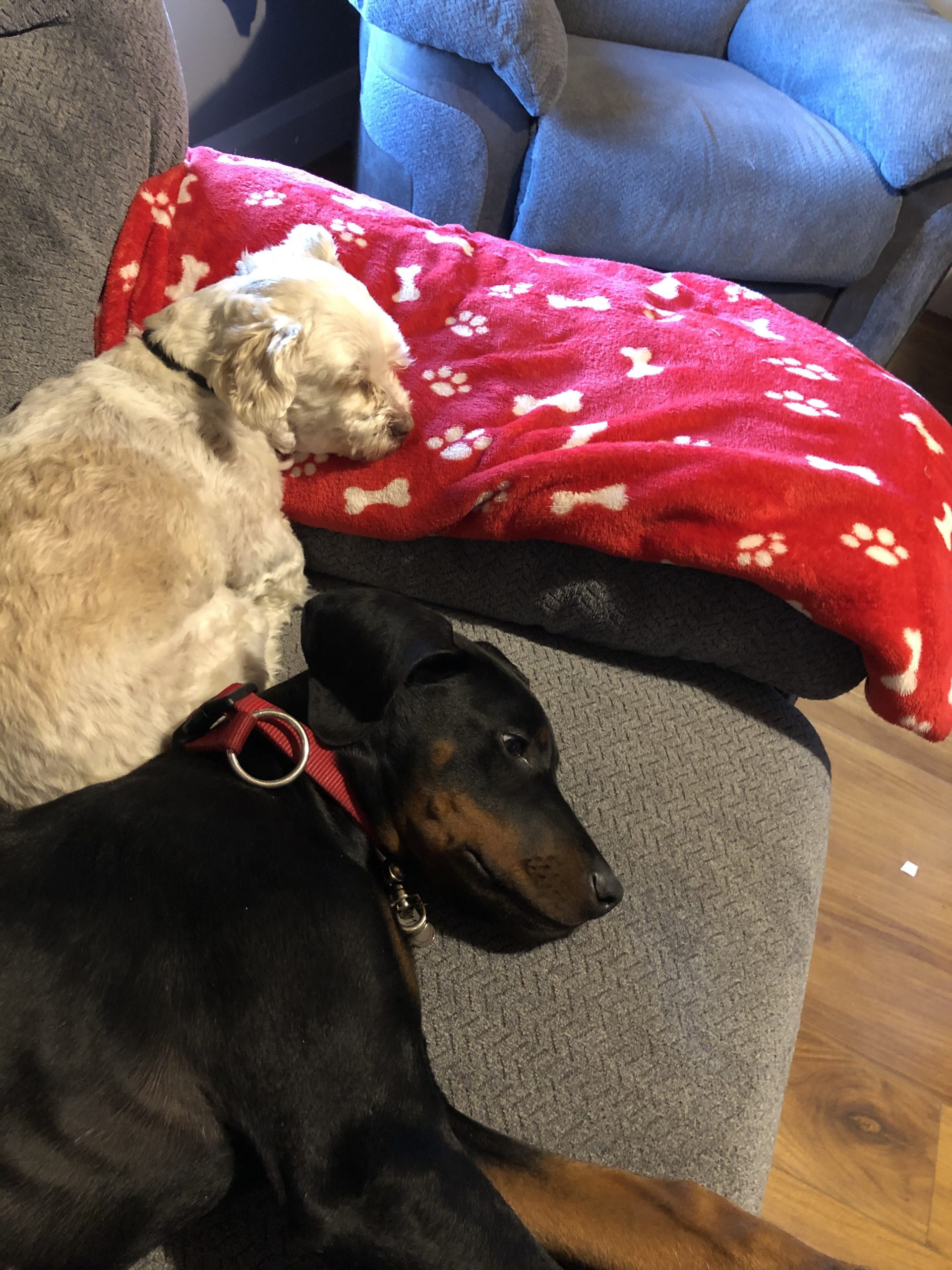 Doberman puppy for sale County Clare Dogs For Sale Ireland