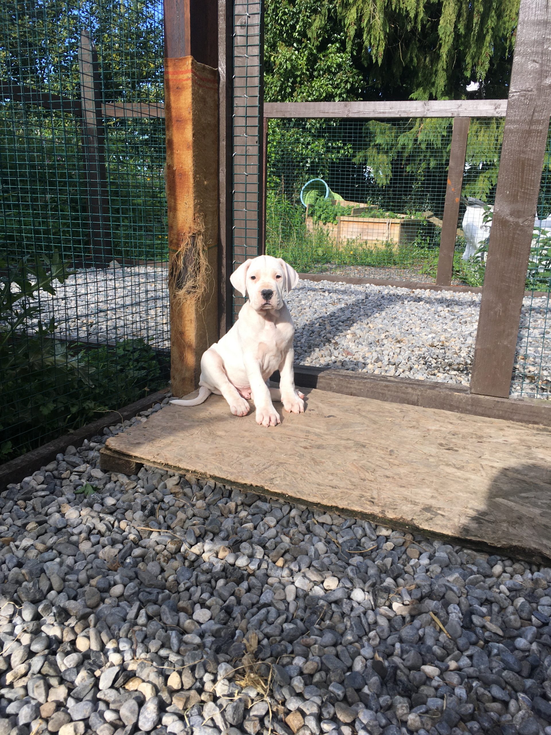 Dogo Argentino puppies for sale - La Fiera Blanca kennel - Dogs For