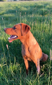 Fox Red Labrador for Stud in Galway