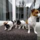 mini jack Russell puppies for sale