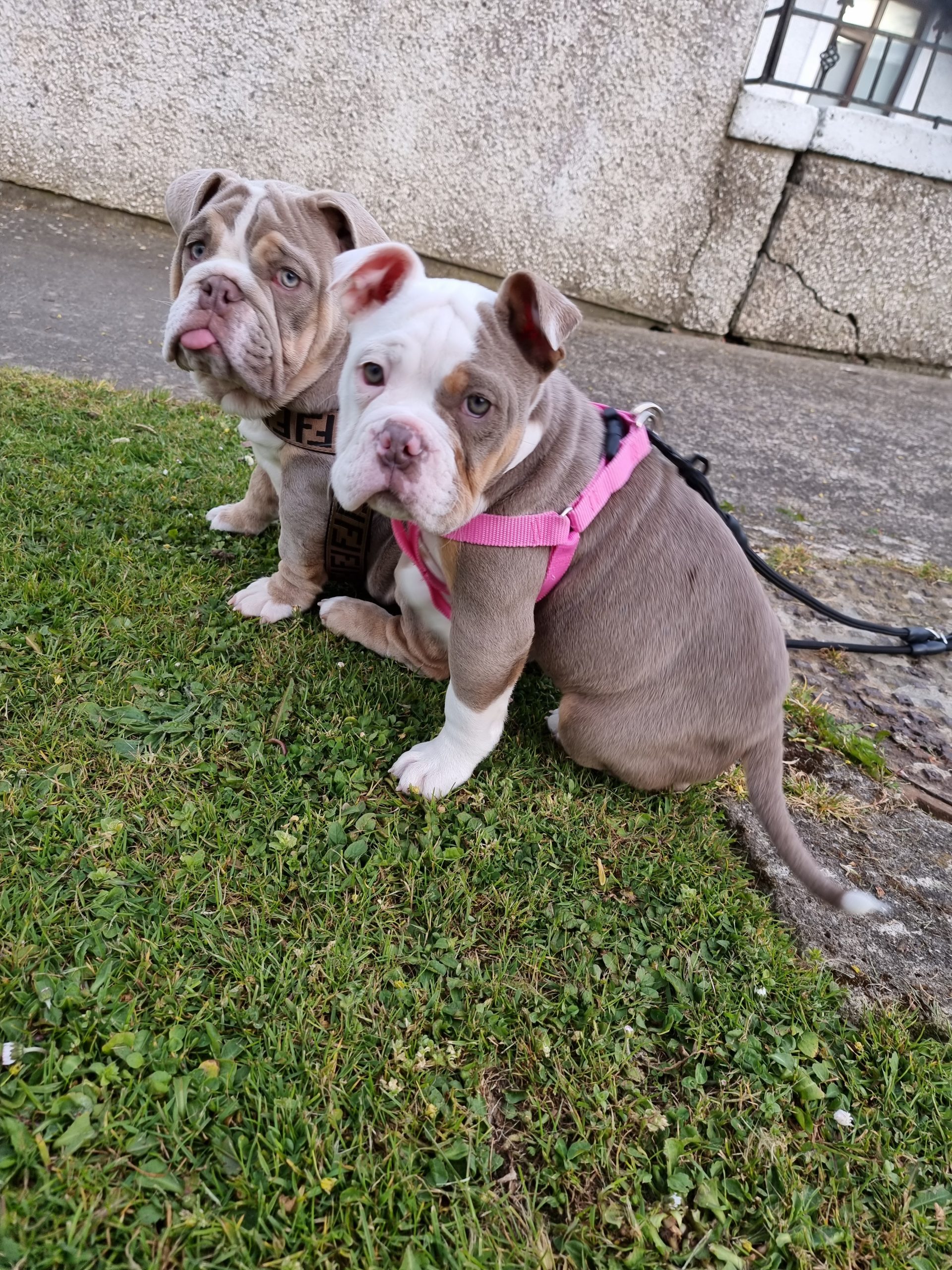 Old English bulldog for sale Dogs For Sale Ireland
