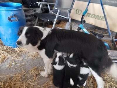 Black Collie Puppy for Sale in County Mayo