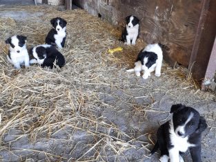 1 male Collie left County Mayo