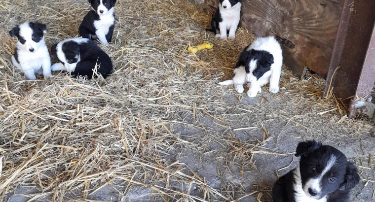 1 male Collie left County Mayo