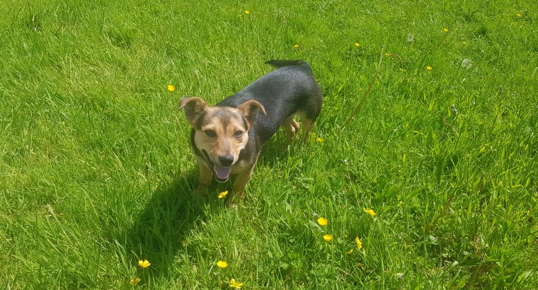 Young terrier dog for sale Tipperary