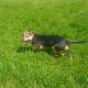 Young terrier dog for sale Tipperary