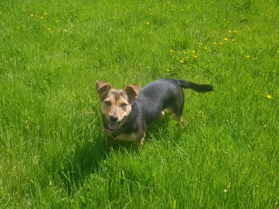 Terrier Puppies for Sale in Tipperary – Playful!