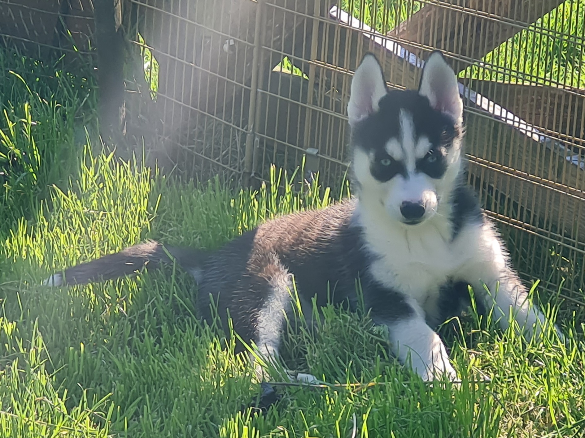 Siberian Huskey pups for sale Dogs For Sale Ireland