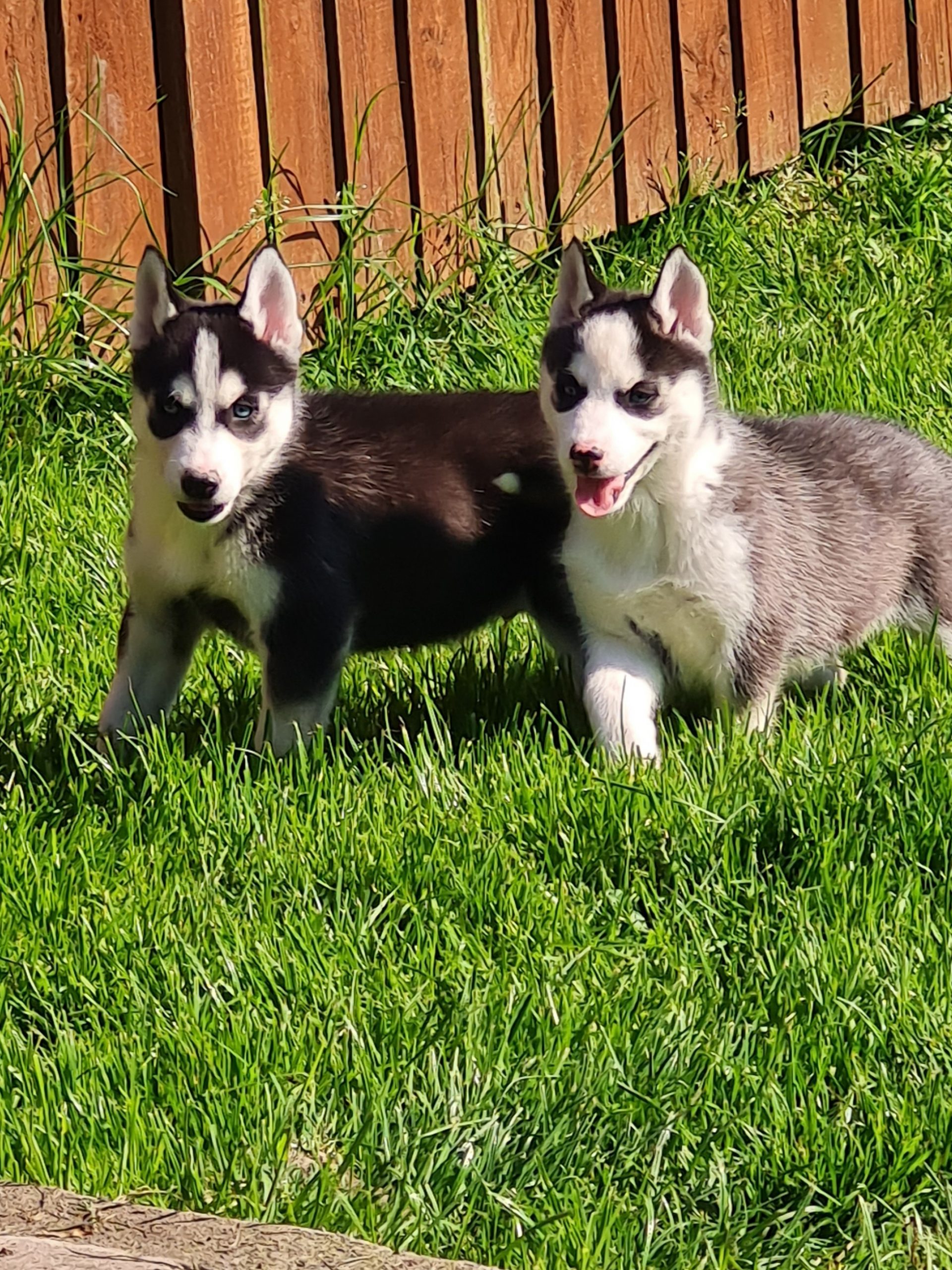 Siberian Huskey pups for sale Dogs For Sale Ireland