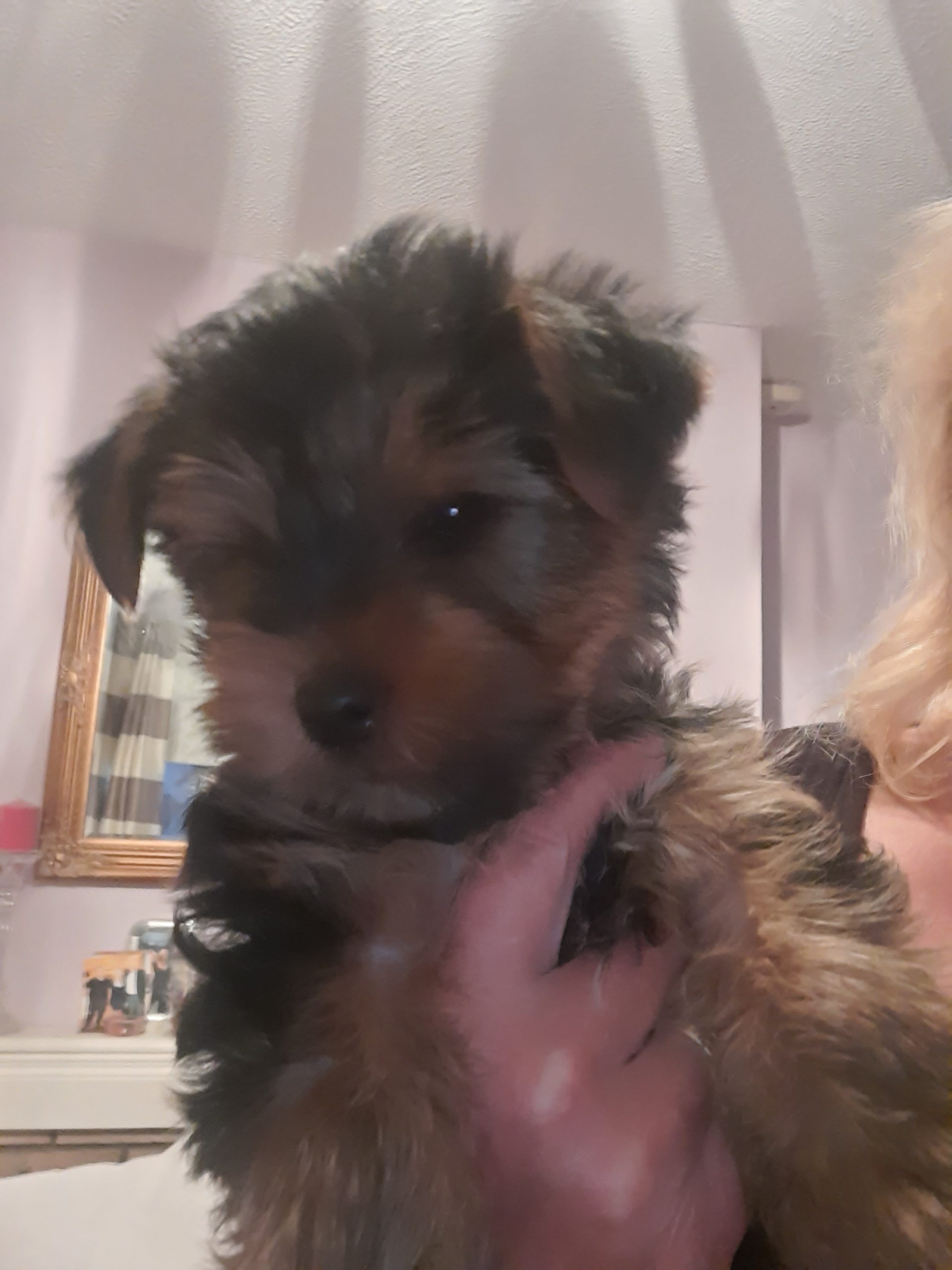 Male Yorkshire terrier puppies Dublin Dogs For Sale Ireland