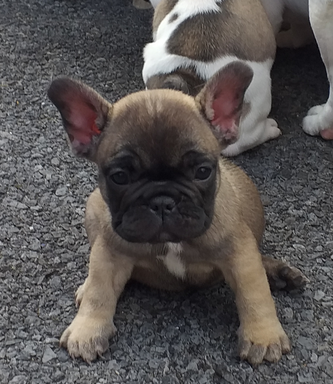 French Bulldog Pups Dogs For Sale Ireland French Bulldog Pups Dogs For Sale Ireland