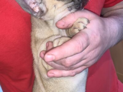 French Bulldog Puppies for Sale in Sligo