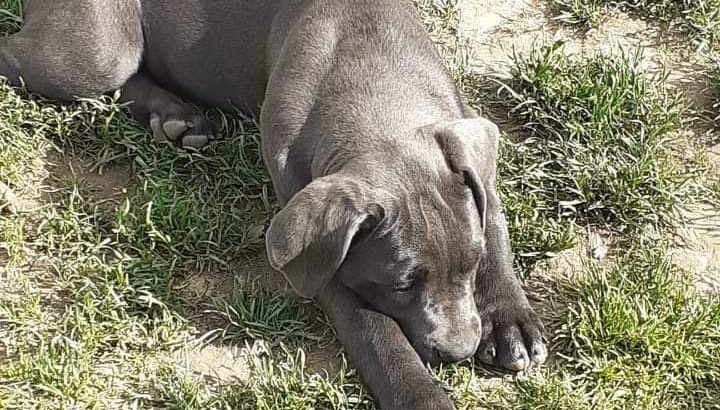 Blue Cane Corso Female for sale Dogs For Sale Ireland