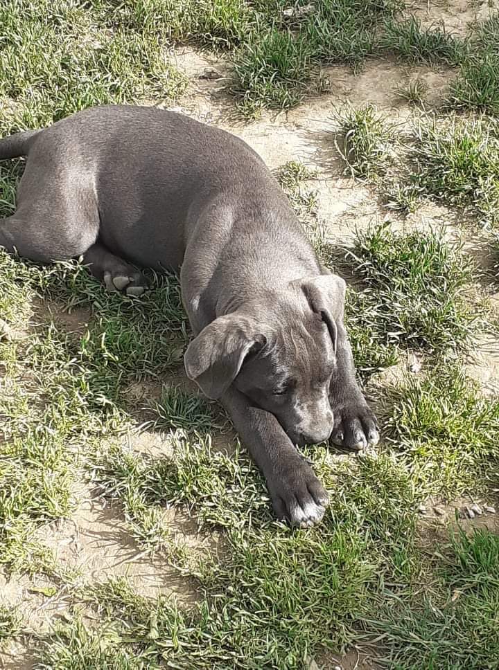 Blue Cane Corso Female for sale Dogs For Sale Ireland