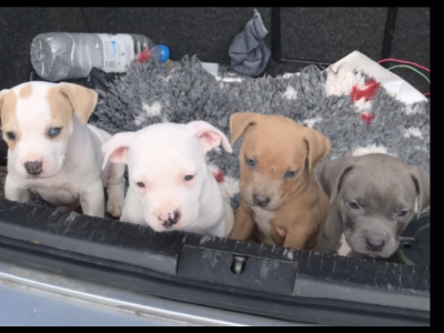 Bully Puppies for Sale in Wexford – 3 Females