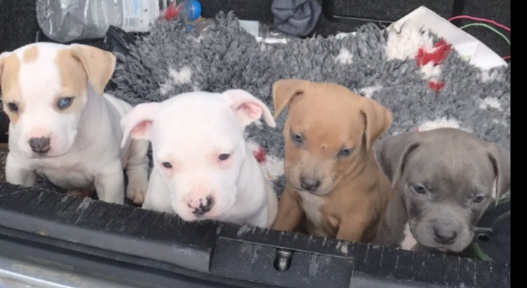 Bully Puppies for sale Wexford XL