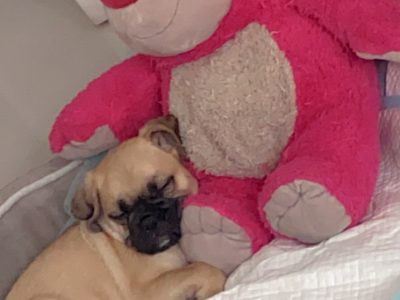 Playful Pug Puppy for Sale in Dublin