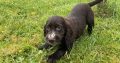 Cocker spaniel puppies for sale in Donegal