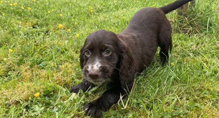 Cocker spaniel puppies for sale in Donegal Dogs For Sale