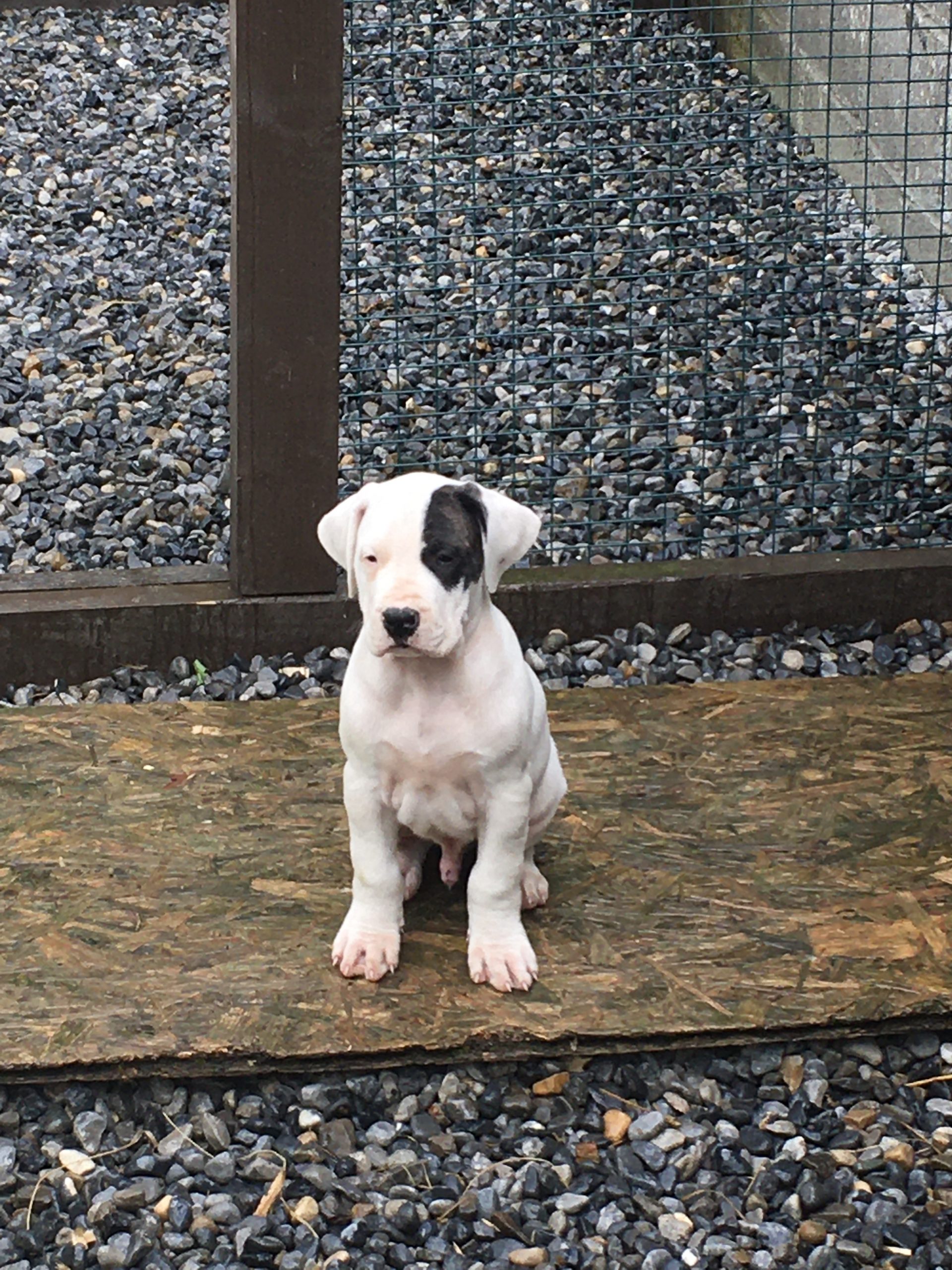 Dogo Argentino puppies for sale - La Fiera Blanca kennel - Dogs For