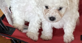 Bishon Frise puppies for sale dublin