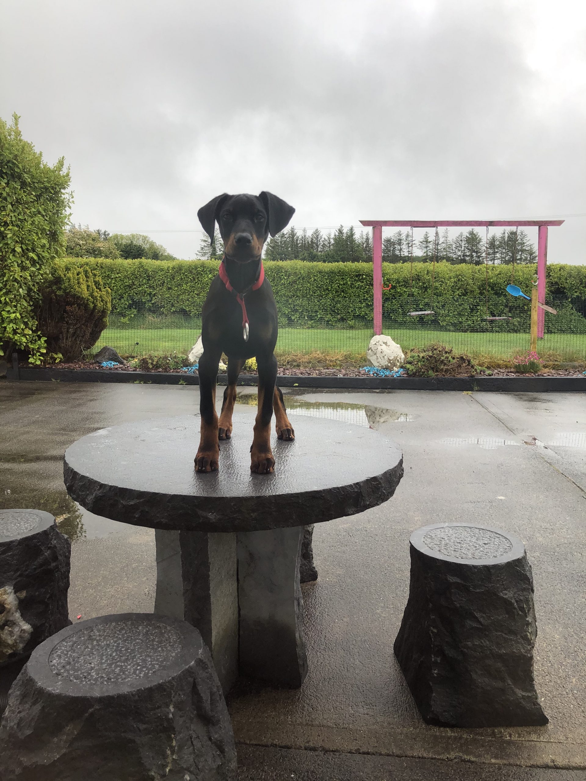 Doberman puppy for sale County Clare Dogs For Sale Ireland