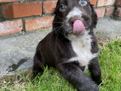 Cocker Spaniel Puppies for Sale in Donegal