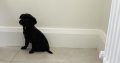 cockerdale puppies for sale galway