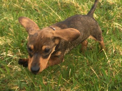 Playful Dachshund Puppies in Galway