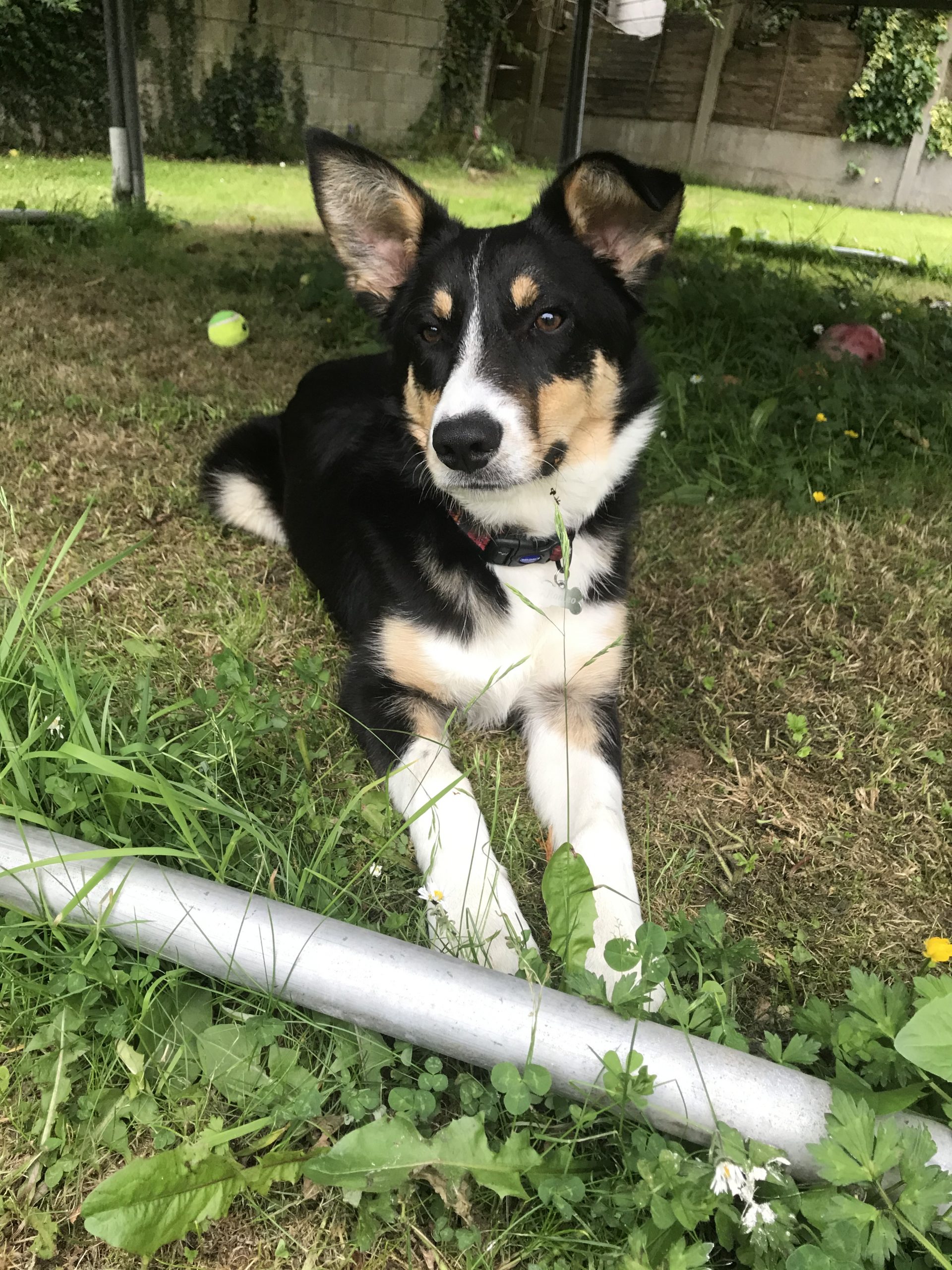 Border collie for sale in Limerick Dogs For Sale Ireland