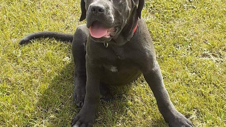 Blue Cane Corso Female for sale Dogs For Sale Ireland