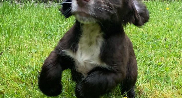 Cocker spaniel puppies for sale in Donegal