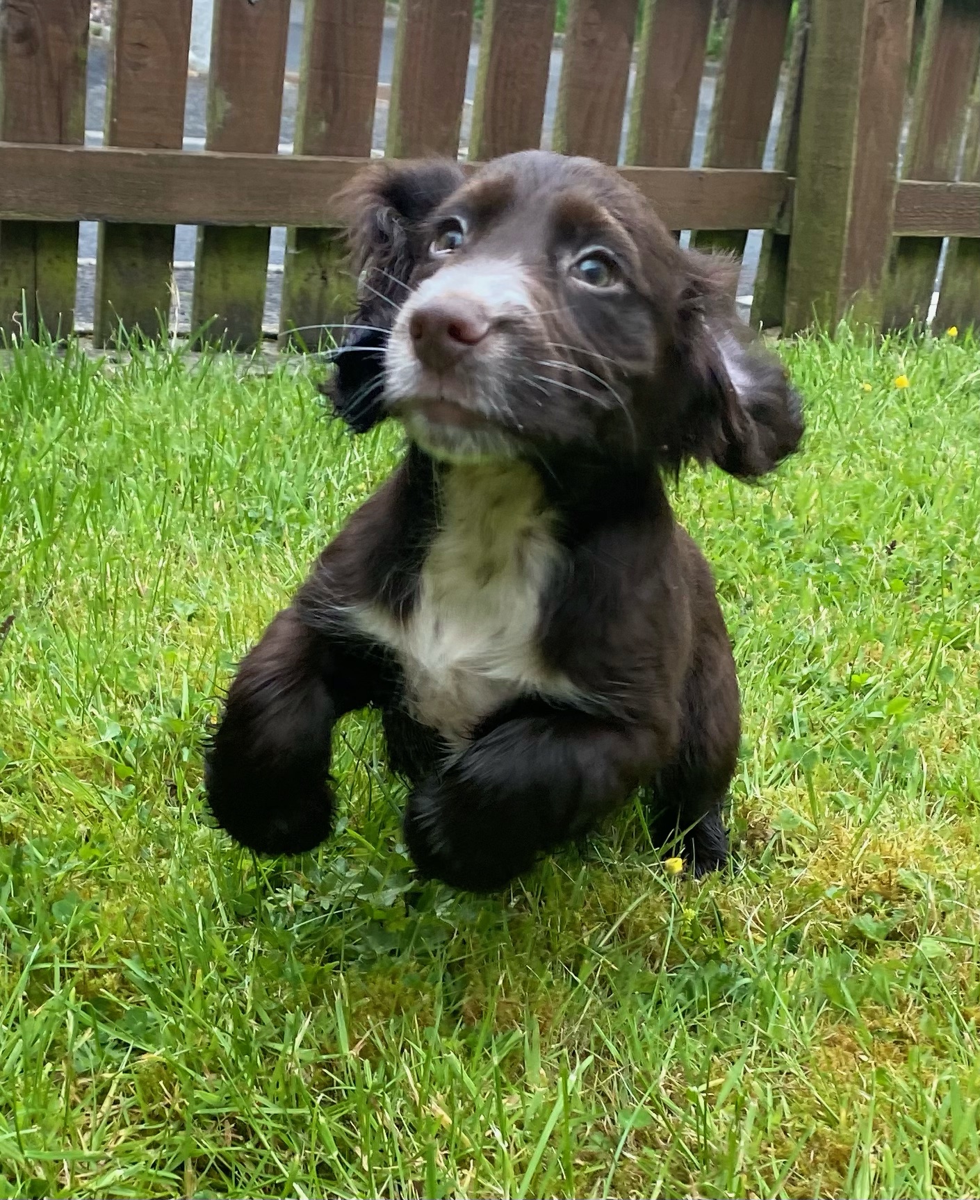 Cocker spaniel puppies for sale in Donegal Dogs For Sale