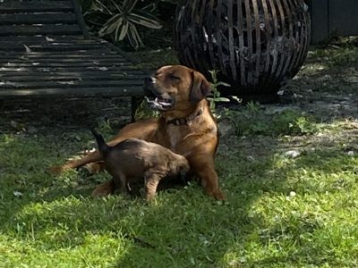 Boxer Labra Poodle Puppies in Dublin – IKC Registered