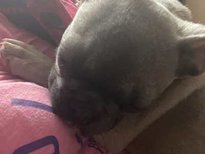 French Bulldog in Dublin – Playful Companion