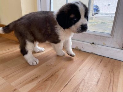 Saint Bernard Puppies for Sale in Buncrana